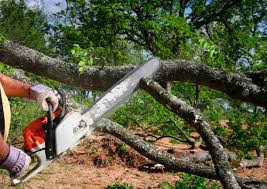 Professional Tree Services in Stafford Springs, CT